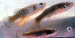 Live bull minnow bait