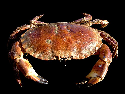 Frozen crab bait