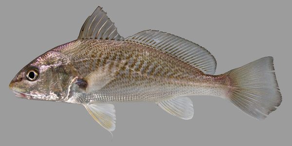 Live croaker baitfish