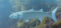 Frozen mullet bait