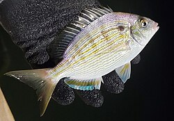Live pinfish bait