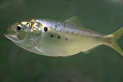 Frozen pogy (menhaden) bait