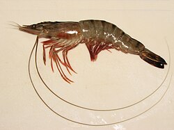Live shrimp bait