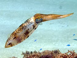 Frozen squid bait
